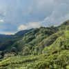 Prosecco trail trek Cammino del Prosecco trekking (11)