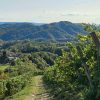 Prosecco trail trek Cammino del Prosecco trekking (12)