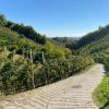 Prosecco trail trek Cammino del Prosecco trekking (14)