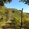 Prosecco trail trek Cammino del Prosecco trekking (23)