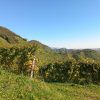 Prosecco trail trek Cammino del Prosecco trekking (24)