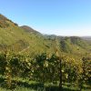 Prosecco trail trek Cammino del Prosecco trekking (25)