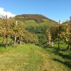 Prosecco trail trek Cammino del Prosecco trekking (26)