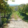 Prosecco trail trek Cammino del Prosecco trekking (27)