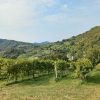 Prosecco trail trek Cammino del Prosecco trekking (3)