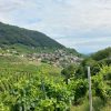 Prosecco trail trek Cammino del Prosecco trekking (4)