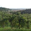 Trekking Cammino del Prosecco UNESCO (4)