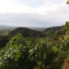 Trekking Cammino del Prosecco UNESCO (5)