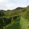 Trekking Cammino del Prosecco UNESCO (6)