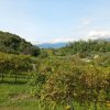 Arfanta Resera tour Colline del Prosecco UNESCO (12) Arfanta Resera tour Colline del Prosecco UNESCO (12)